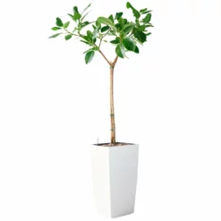 My City Plants Extra Large Plants 5' - 8' Ficus Altissima Cubico 40 - White