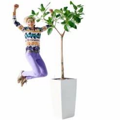 My City Plants Extra Large Plants 5' - 8' Ficus Altissima Cubico 40 - White
