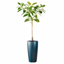 My City Plants Extra Large Plants 5' - 8' Ficus Altissima Rondo 40 - Charcoal Metallic