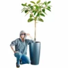 My City Plants Extra Large Plants 5' - 8' Ficus Altissima Rondo 40 - Charcoal Metallic 2 My City Plants Extra Large Plants 5' - 8' Ficus Altissima Rondo 40 - Charcoal Metallic