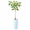 My City Plants Ficus Altissima Rondo 40 - White Extra Large Plants 5' - 8'