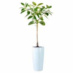 My City Plants Ficus Altissima Rondo 40 - White Extra Large Plants 5' - 8'