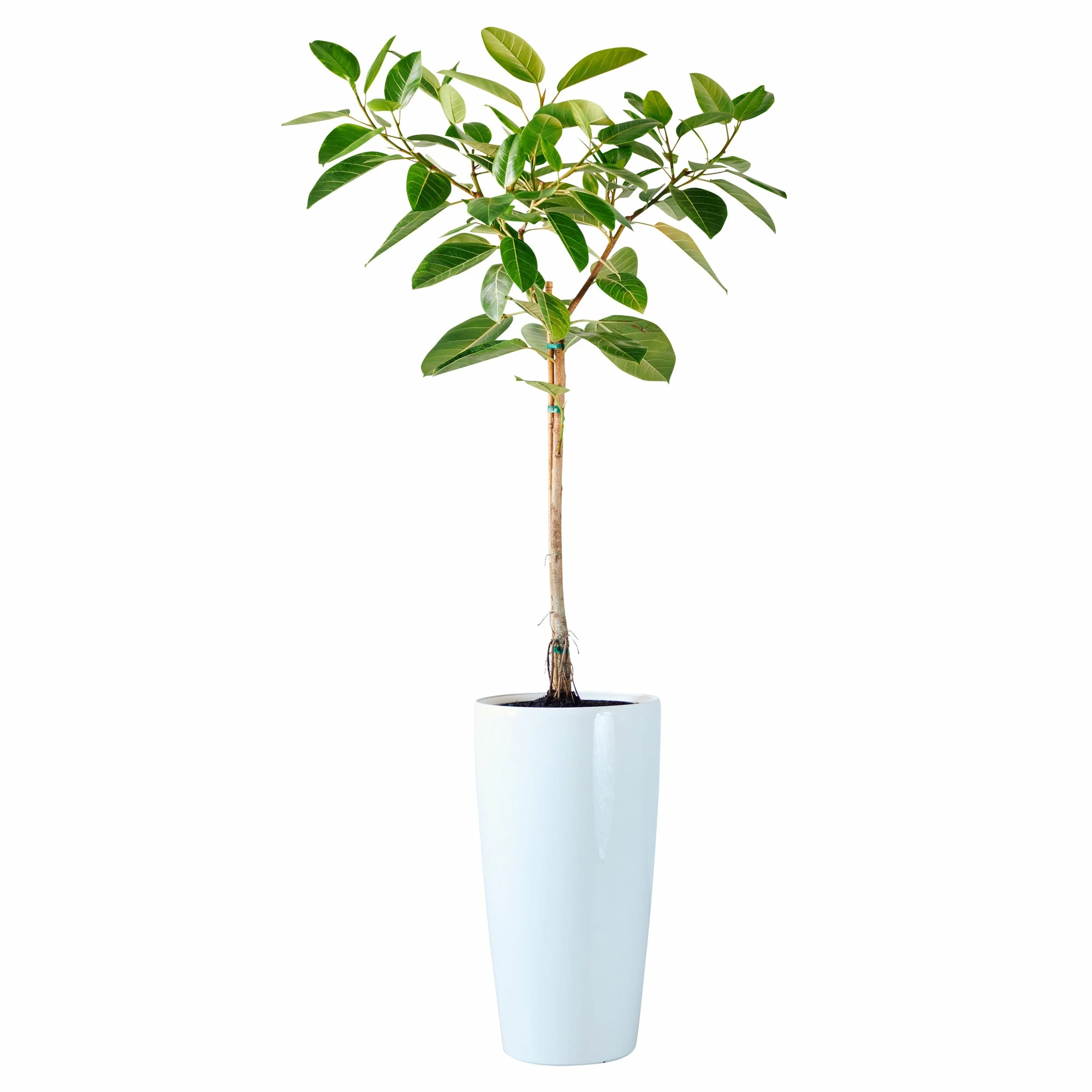 My City Plants Ficus Altissima Rondo 40 - White Extra Large Plants 5' - 8' 3 My City Plants Ficus Altissima Rondo 40 - White Extra Large Plants 5' - 8'