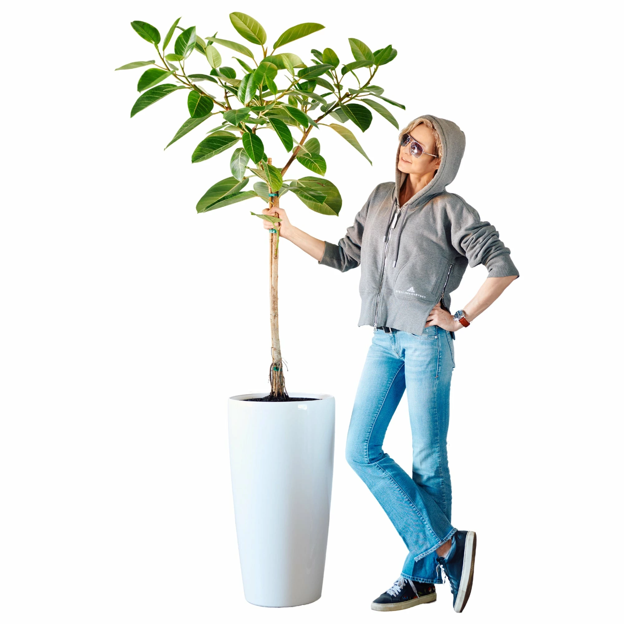 My City Plants Ficus Altissima Rondo 40 - White Extra Large Plants 5' - 8' 4 My City Plants Ficus Altissima Rondo 40 - White Extra Large Plants 5' - 8'