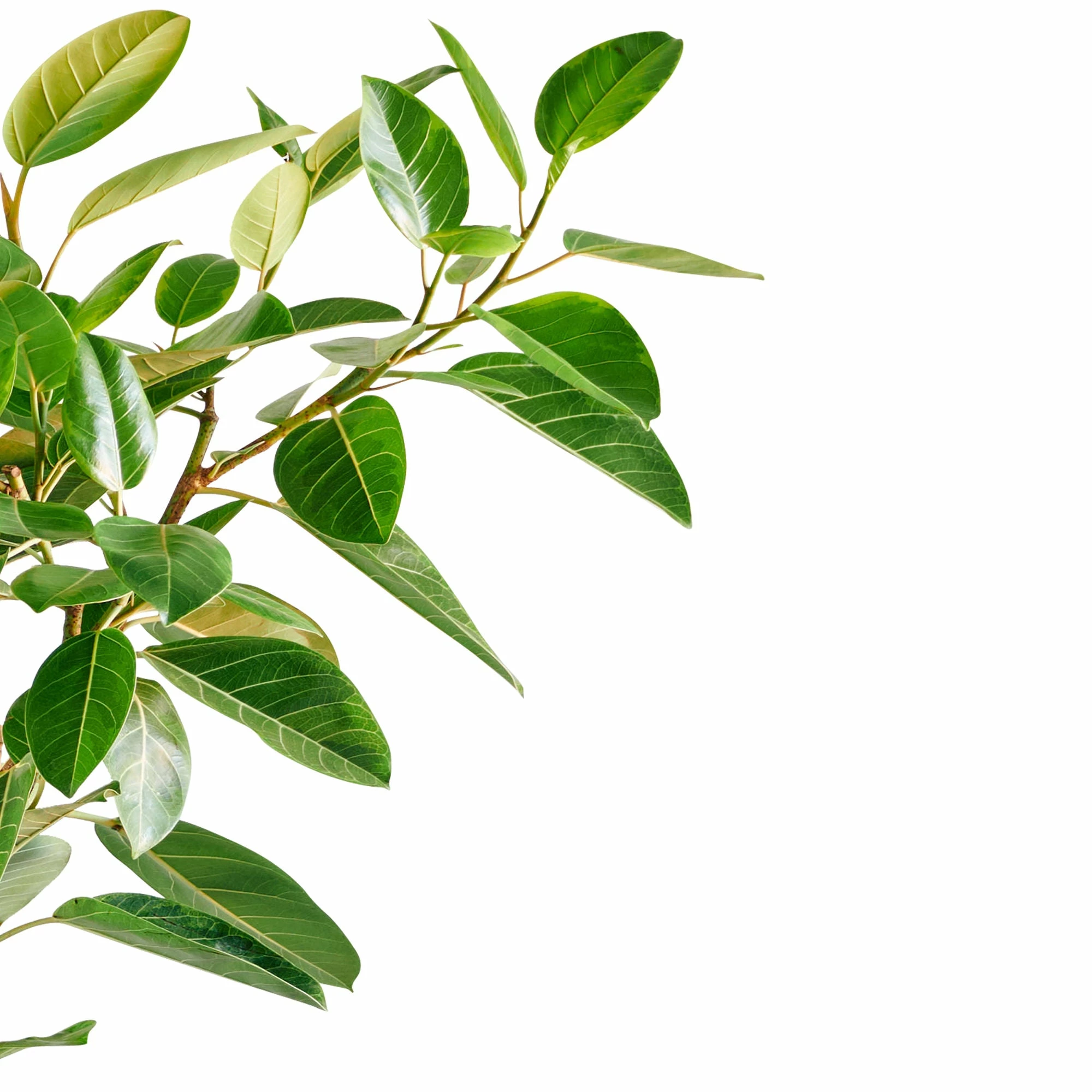 My City Plants Ficus Altissima Rondo 40 - White Extra Large Plants 5' - 8' 5 My City Plants Ficus Altissima Rondo 40 - White Extra Large Plants 5' - 8'