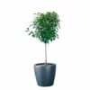 My City Plants Ficus Moclame Classico 50 - Charcoal Metallic 1 My City Plants Ficus Moclame Classico 50 - Charcoal Metallic