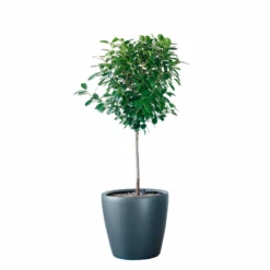 My City Plants Ficus Moclame Classico 50 - Charcoal Metallic