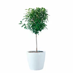 My City Plants Ficus Moclame Classico 50 - White Extra Large Plants 5' - 8'