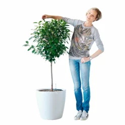My City Plants Ficus Moclame Classico 50 - White Extra Large Plants 5' - 8'