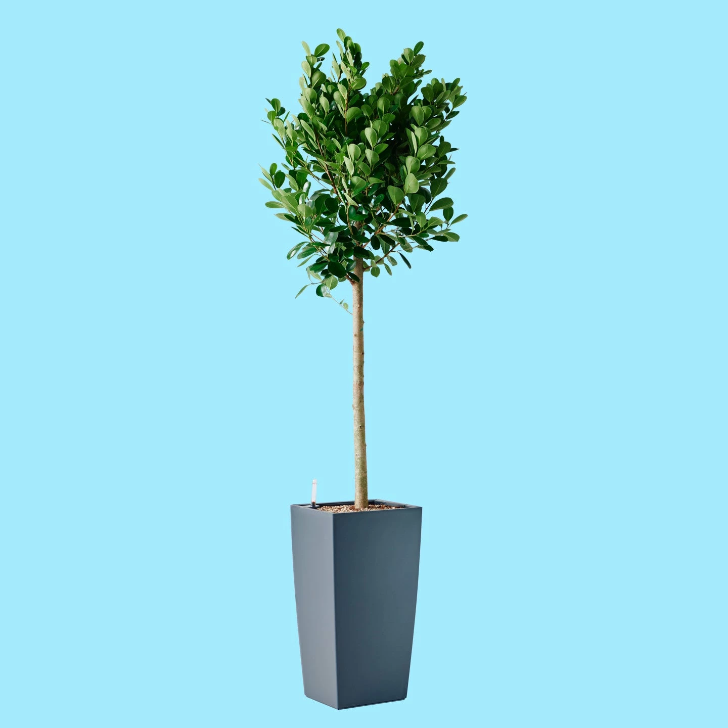 My City Plants Extra Large Plants 5' - 8' Ficus Moclame Cubico - Slate 4 My City Plants Extra Large Plants 5' - 8' Ficus Moclame Cubico - Slate
