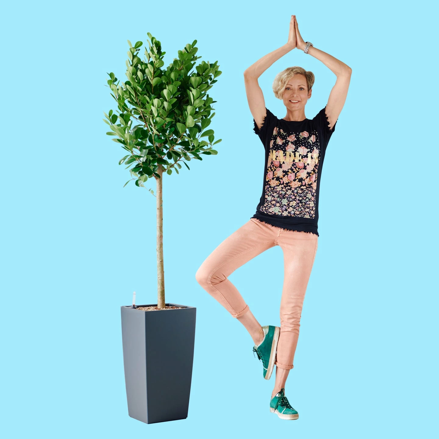 My City Plants Extra Large Plants 5' - 8' Ficus Moclame Cubico - Slate 3 My City Plants Extra Large Plants 5' - 8' Ficus Moclame Cubico - Slate