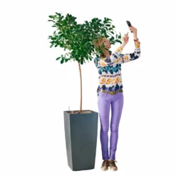 My City Plants Ficus Moclame Cubico 40 - Charcoal Metallic