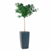 My City Plants Ficus Moclame Cubico 40 - Charcoal Metallic 2 My City Plants Ficus Moclame Cubico 40 - Charcoal Metallic