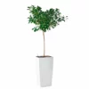 My City Plants Ficus Moclame Cubico 40 - White Extra Large Plants 5' - 8'
