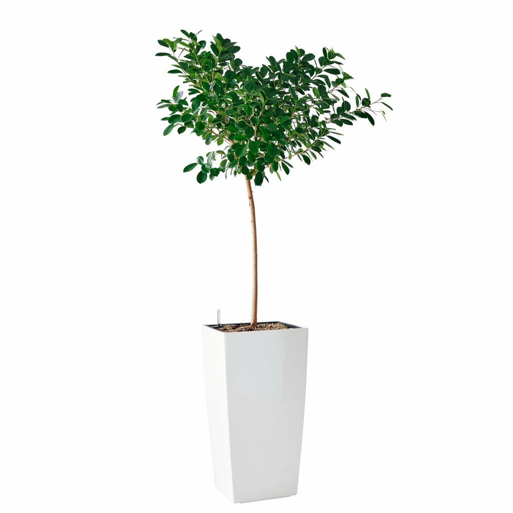 My City Plants Ficus Moclame Cubico 40 - White Extra Large Plants 5' - 8' 3 My City Plants Ficus Moclame Cubico 40 - White Extra Large Plants 5' - 8'