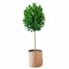 My City Plants Ficus Moclame Trendcover 32 - Dark Cork