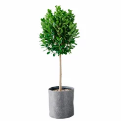 My City Plants Ficus Moclame Trendcover 32 - Dark Gray Extra Large Plants 5' - 8'