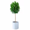 My City Plants Ficus Moclame Trendcover 32 - Light Gray 2 My City Plants Ficus Moclame Trendcover 32 - Light Gray