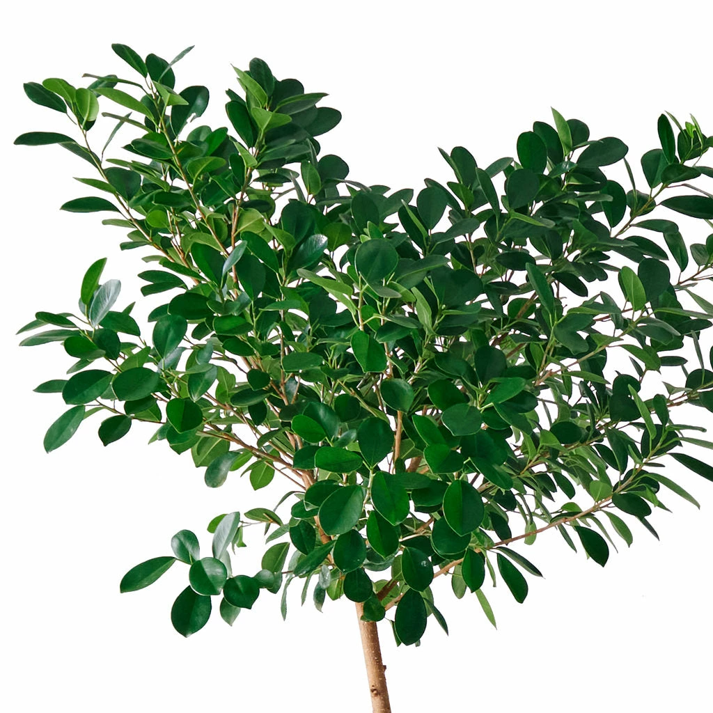 My City Plants Ficus Moclame Cubico 40 - White Extra Large Plants 5' - 8' 5 My City Plants Ficus Moclame Cubico 40 - White Extra Large Plants 5' - 8'