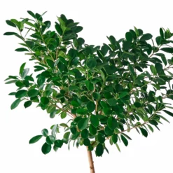 My City Plants Ficus Moclame Cubico 40 - Charcoal Metallic