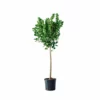 My City Plants Extra Large Plants 5' - 8' Ficus Moclame In 10" Nursery Pot 1 My City Plants Extra Large Plants 5' - 8' Ficus Moclame In 10" Nursery Pot