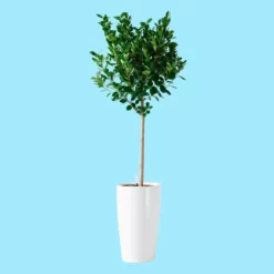 My City Plants Extra Large Plants 5' - 8' Ficus Moclame Rondo - White