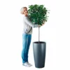 My City Plants Extra Large Plants 5' - 8' Ficus Moclame Rondo 40 - Charcoal Metallic