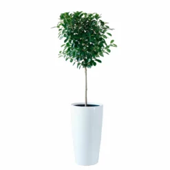 My City Plants Ficus Moclame Rondo 40 - White Extra Large Plants 5' - 8'