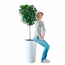 My City Plants Ficus Moclame Rondo 40 - White Extra Large Plants 5' - 8'