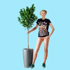 My City Plants Ficus Moclame Rondo - Charcoal Metallic