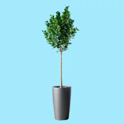 My City Plants Ficus Moclame Rondo - Charcoal Metallic