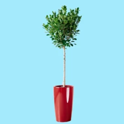 My City Plants Extra Large Plants 5' - 8' Ficus Moclame Rondo - Red