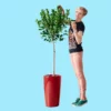 My City Plants Extra Large Plants 5' - 8' Ficus Moclame Rondo - Red 2 My City Plants Extra Large Plants 5' - 8' Ficus Moclame Rondo - Red