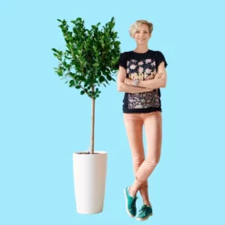 My City Plants Extra Large Plants 5' - 8' Ficus Moclame Rondo - White