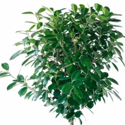 My City Plants Ficus Moclame Classico 50 - Charcoal Metallic