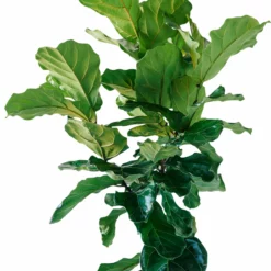 My City Plants Fiddle Leaf Fig Tree Classico 50 - Charcoal Metallic 7 My City Plants Fiddle Leaf Fig Tree Classico 50 - Charcoal Metallic