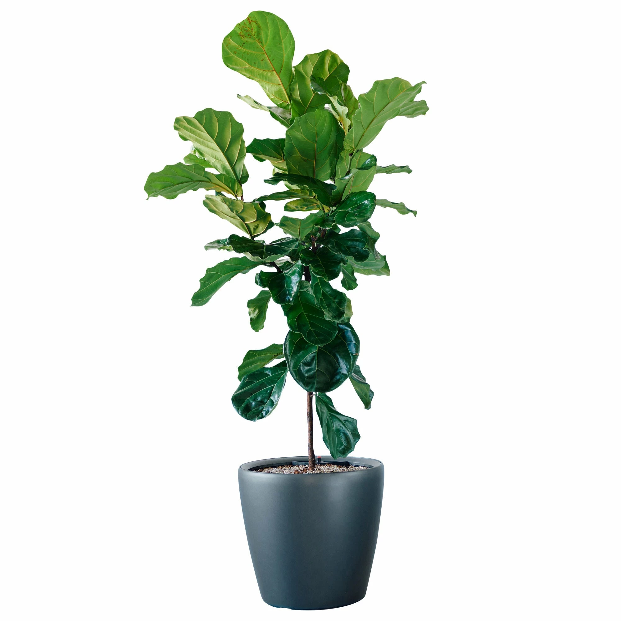 My City Plants Fiddle Leaf Fig Tree Classico 50 - Charcoal Metallic 4 My City Plants Fiddle Leaf Fig Tree Classico 50 - Charcoal Metallic
