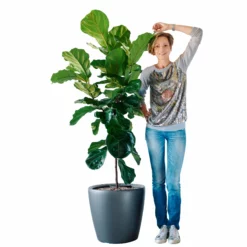 My City Plants Fiddle Leaf Fig Tree Classico 50 - Charcoal Metallic