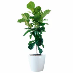 My City Plants Extra Large Plants 5' - 8' Fiddle Leaf Fig Tree Classico 50 - White
