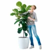 My City Plants Extra Large Plants 5' - 8' Fiddle Leaf Fig Tree Classico 50 - White 2 My City Plants Extra Large Plants 5' - 8' Fiddle Leaf Fig Tree Classico 50 - White