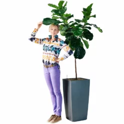 My City Plants Extra Large Plants 5' - 8' Fiddle Leaf Fig Tree Cubico 40 - Charcoal Metallic