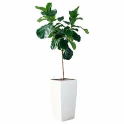My City Plants Extra Large Plants 5' - 8' Fiddle Leaf Fig Tree Cubico 40 - White