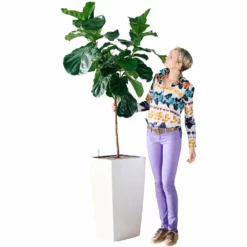 My City Plants Extra Large Plants 5' - 8' Fiddle Leaf Fig Tree Cubico 40 - White