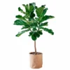 My City Plants Extra Large Plants 5' - 8' Fiddle Leaf Fig Tree Trendcover 32 - Dark Cork