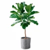 My City Plants Extra Large Plants 5' - 8' Fiddle Leaf Fig Tree Trendcover 32 - Dark Gray