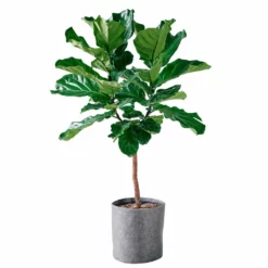 My City Plants Extra Large Plants 5' - 8' Fiddle Leaf Fig Tree Trendcover 32 - Dark Gray