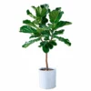 My City Plants Fiddle Leaf Fig Tree Trendcover 32 - Light Gray Extra Large Plants 5' - 8'