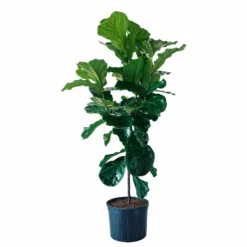 My City Plants Extra Large Plants 5' - 8' Fiddle Leaf Fig Tree In 14" Nursery Pot