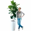 My City Plants Fiddle Leaf Fig Tree Rondo 40 - White Extra Large Plants 5' - 8'