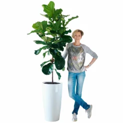 My City Plants Fiddle Leaf Fig Tree Rondo 40 - White Extra Large Plants 5' - 8'